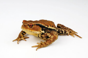 Japanese common toad // Japanische Erdkröte (Bufo praetextatus / Bufo japonicus)