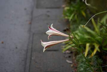 冬の静かなタカサゴユリ