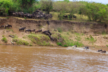 Wildebeest crossing the Mara river in Serengeti national park, Tanzania. Great migration