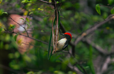 Scarlet-backed Flowerpecker