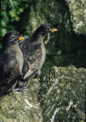 The puffin is a stocky diving sea bird about 12 inches in length with a wingspan of 22 inches. Black uppersides and white on its chest. It has bright orange webbed feet with bright red and yellow bill