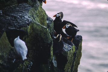 The puffin is a stocky diving sea bird about 12 inches in length with a wingspan of 22 inches....