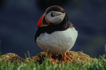 The puffin is a stocky diving sea bird about 12 inches in length with a wingspan of 22 inches. Black uppersides and white on its chest. It has bright orange webbed feet with bright red and yellow bill