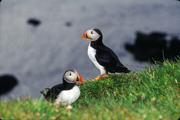 The puffin is a stocky diving sea bird about 12 inches in length with a wingspan of 22 inches. Black uppersides and white on its chest. It has bright orange webbed feet with bright red and yellow bill