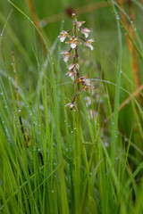 An Epipactis palustris