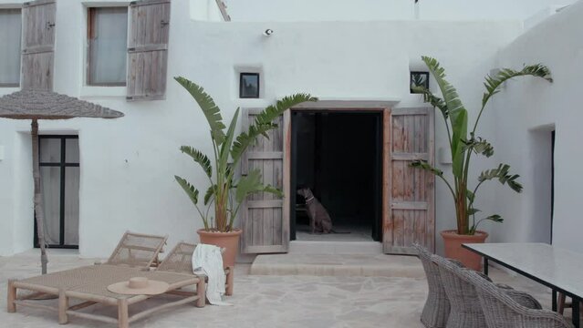 Dog Sitting By The Doorway Of Holiday Apartment With Potted Plants Outside. Casa Sukha In Ibiza, Spain. dolly-in