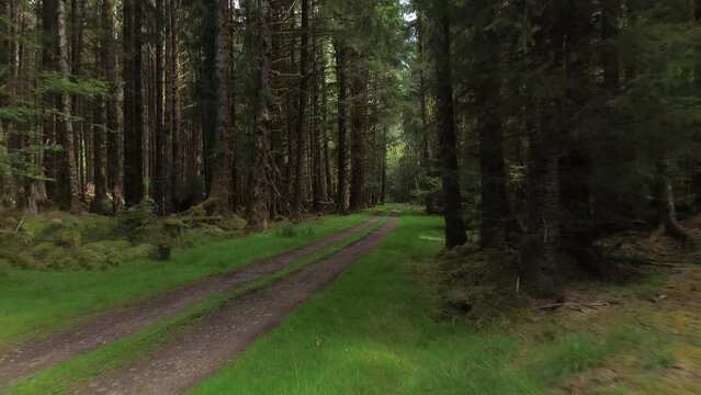 Secret Cove Trail Woodland Entrance with Tall Alder Trees Near Sandpit, Canada.