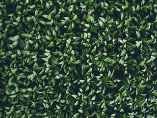 Cilantro Sprouts Coriander Plants Greenhouse