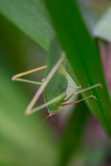 Green bush-cricket hides in blades of grass.