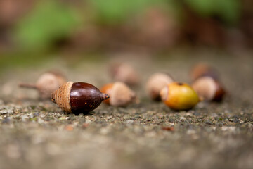 Various acorns on the ground.