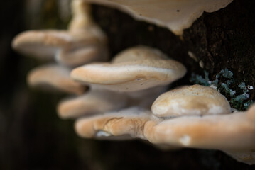 Close up of brown fungus on the tree trunk in a mountain in autumn.