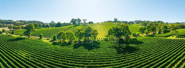 Aerial photo of a vineyard in the Adelaide Hills