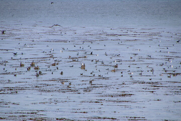 Sea birds in water on overcast day in santa cruz