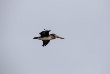 Pelican flying in overcast sky santa cruz