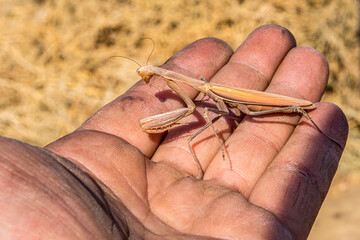 Great Mantis religiosa (European or praying mantis) sits on a man's hand. Close up, macro portrait. Wild yellow insect. Bright summer day.