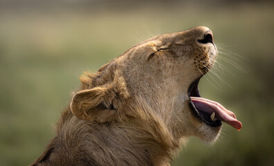 Wild majestic male lion with big mane, simba, in the savannah in the Serengeti National Park, Tanzania, Africa
