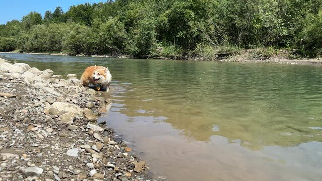 Corgi the dog awkwardly tries to come out backwards from the mountain river