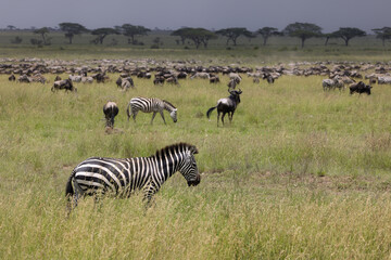 Wild zebra in the savannah in the Serengeti National Park, Tanzania, Africa
