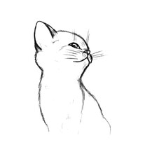 A small gray cat on a white background