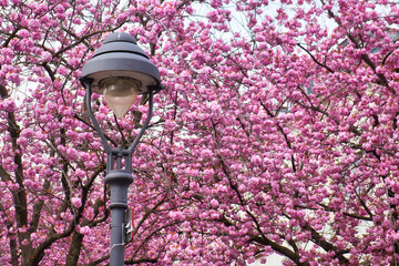 Pink cherry blossoms behind a street light on a spring day in Bonn, Germany.