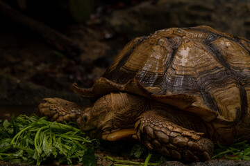 Close up African spurred tortoise eating, Slow life