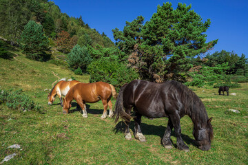 Naklejka na ściany i meble grazing horses, Montcorbison, Aran Valley, Lérida province, Spain