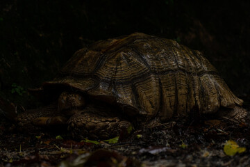 African spurred tortoise sleeping on the sand with eyes closed. - obrazy, fototapety, plakaty