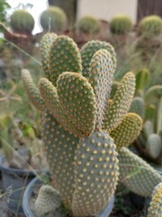 Prickly Pear Cactus Collection