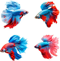 Obraz premium Betta Fish (Diferent colors)