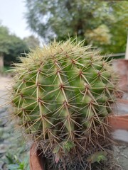 Solo Golden Barrel Cactus Close-up View