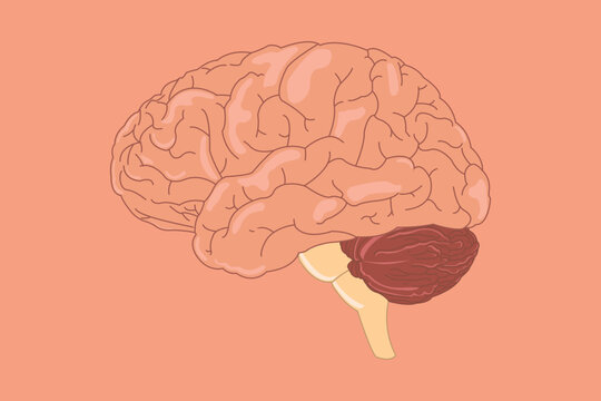 Human brain vector illustration. side view of brain with cerebrum, brainstem and cerebellum to study anatomy, neurology. eps 10