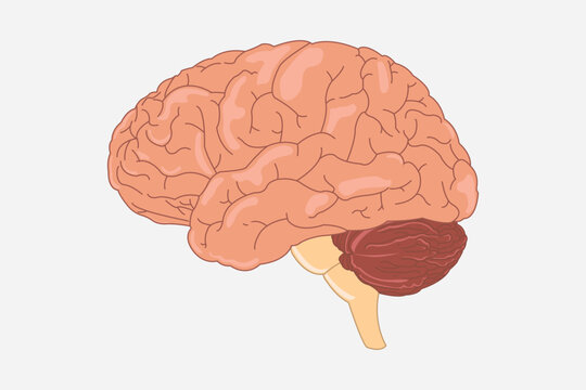 Human brain vector illustration. side view of brain with cerebrum, brainstem and cerebellum to study anatomy, neurology. human head eps 10