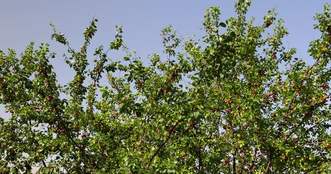 ripe harvest of large cherry plum in the summer, cherry plum trees with ripening berries