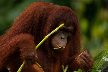Adult orangutan busy with eating leaves on a rainy day, close up portrait