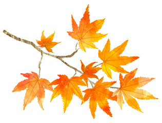 Fototapeta premium 紅葉 もみじの枝
