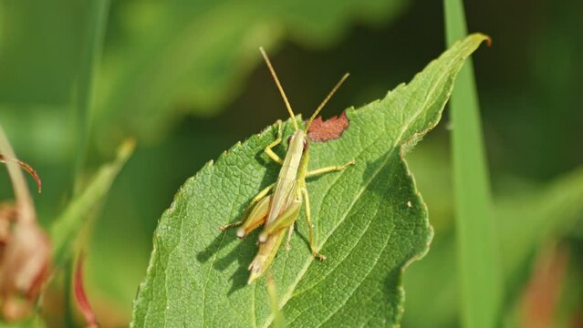Macro of Green Grasshopper producing sound by rubbing together its legs (called Stridulation) on a leaf, shot against blurred background.