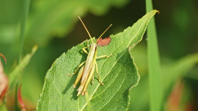 Macro of Green Grasshopper producing sound by rubbing  it's legs (Stridulation) on a leaf, shot against blurred background.
