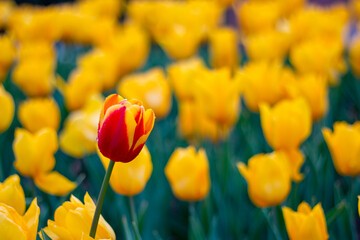 A single red tulip flower among yellow tulips.