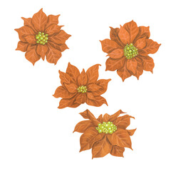 Apricot watercolor Christmas poinsettia flowers