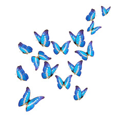 Beautiful blue morpho butterfly isolated on white background. PNG File