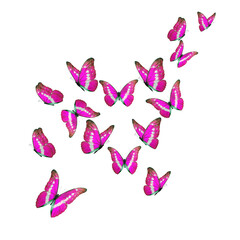 Beautiful pink morpho butterfly isolated on white background. PNG File