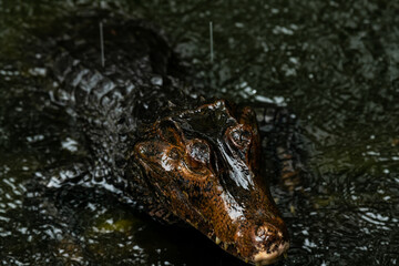 Portrait of Caiman over dark background on a rainy day from Ecuador