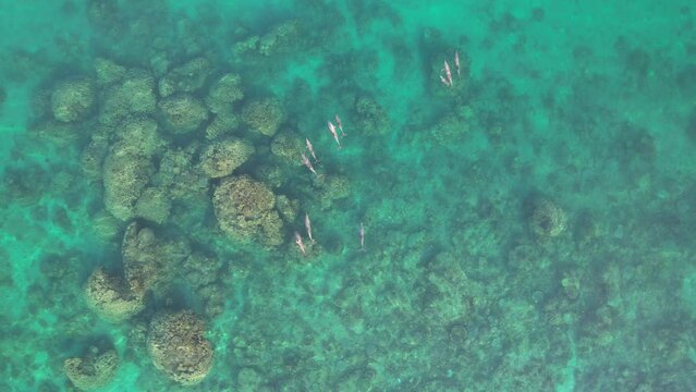 Aerial video of a pod of dolphins swimming on top of corals in Exmouth gulf, Western Australia.