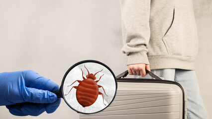 Bedbugs in a suitcase with things. Carrying bedbugs in a suitcase from a trip. Cimex lectularius is a type of domestic blood-sucking insect. - obrazy, fototapety, plakaty