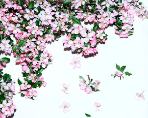 Spring Apple blossom, beautiful pink flowers falling into the air isolated on a white background. Weightlessness or levitation, Conception of Spring Flowers, High-resolution image. Postcard. Poster.