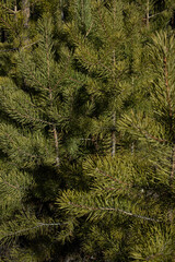 pine branches for backgroundranches. High quality photo
