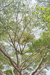 Landscape the big tree with nature background