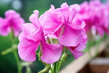 detailed close-up of an annual sweet pea flower - obrazy, fototapety, plakaty