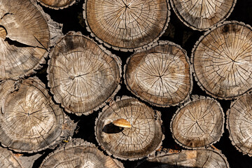 Dry old wooden logs with bark. Background, texture, wallpaper.
