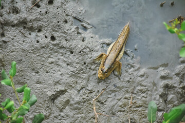 Mudskipper on mud in a serene mangrove swamp. Biodiverse ecosystem. Coastal ecosystem. Biodiverse mangrove habitat. Mudskipper on mud in a coastal wetland. Adaptation in a mangrove ecosystem.